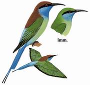 蓝喉蜂虎 Blue-throated Bee-eater