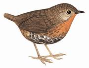 短尾鹩鹛 Rufous-throated Wren Babbler