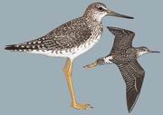 小黄脚鹬 Lesser Yellowlegs