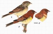 栗鹀 Chestnut Bunting