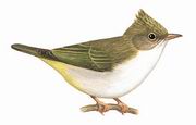 白腹凤鹛 White-bellied Yuhina