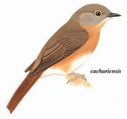 灰颊仙鹟 Pale-chinned Flycatcher