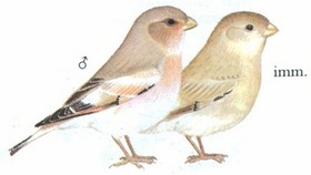 蒙古沙雀 Mongolian Finch