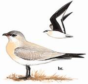 灰燕鸻 Small Pratincole