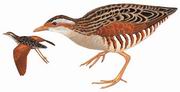 长脚秧鸡 Corn Crake