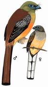 橙胸咬鹃 Orange-breasted Trogon