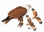 栗鸢 Brahminy Kite