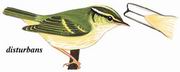 白斑尾柳莺 White-tailed Leaf-Warbler