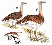 大鸨 Great Bustard