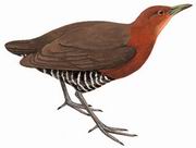 白喉斑秧鸡 Slaty-legged Crake