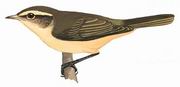 棕腹柳莺 Buff-throated Warbler