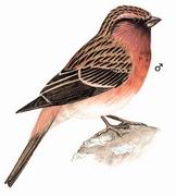 曙红朱雀 Pink-rumped Rosefinch