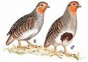 灰山鹑 Grey Partridge