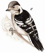 星头啄木鸟 Grey-capped Woodpecker