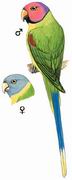 花头鹦鹉 Blossom-headed Parakeet