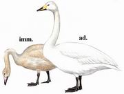 大天鹅 Whooper Swan
