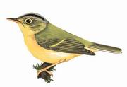 金眶鹟莺 Golden-spectacled Warbler