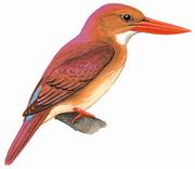 赤翡翠 Ruddy Kingfisher