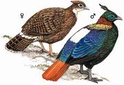 棕尾虹雉 Himalayan Monal Pheasant