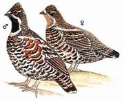 花尾榛鸡 Hazel Grouse