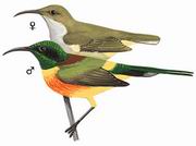 绿喉太阳鸟 Green-thriated Sunbird