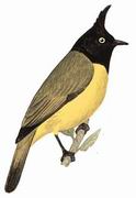 黑冠黄鹎 Black-crested Bulbul