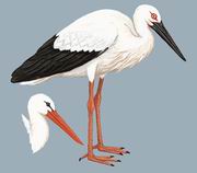 白鹳 White Stork