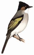 灰短脚鹎 Ashy Bulbul