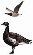 黑雁 Brent Goose