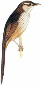 沼泽大尾莺 Striated Grassbird
