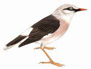 红嘴椋鸟 Vinous-breasted Starling