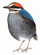 蓝八色鸫 Blue Pitta