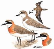 蒙古沙鸻 Mongolian Plover