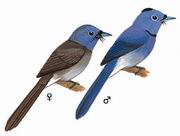 黑枕王鹟 Black-naped Monarch