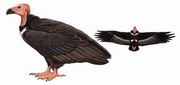 黑兀鹫 Red-headed Vulture