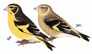 高山金翅雀 Yellow-breasted Greenfinch