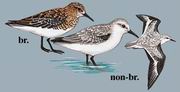 三趾滨鹬 Sanderling