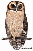 褐林鸮 Brown Wood Owl