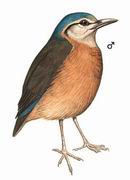 蓝背八色鸫 Blue-rumped Pitta