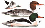 普通秋沙鸭 Common Merganser