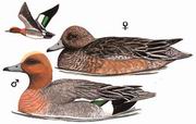 赤颈鸭 Wigeon