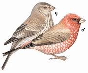 大朱雀 Great Rosefinch