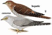 大杜鹃 Eurasian Cuckoo