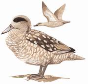 云石斑鸭 Marbled Teal