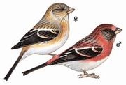 斑翅朱雀 Three-banded Rosefinch