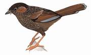 细纹噪鹛 Streaked Laughingthrush