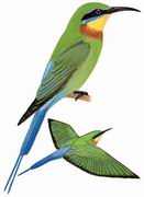 栗喉蜂虎 Blue-tailed Bee-eater