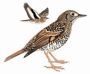 虎斑地鸫 Scaly Thrush