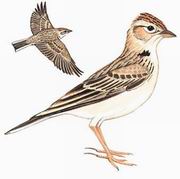 短趾百灵 Red-capped Lark