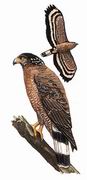 蛇雕 Crested Serpent-Eagle